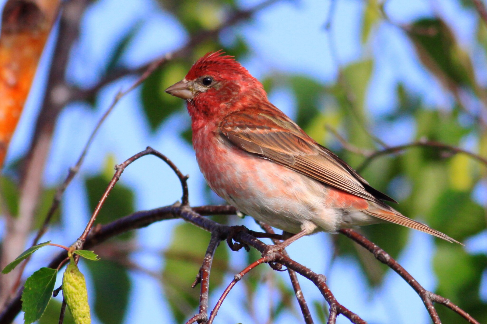 image Purple Finch